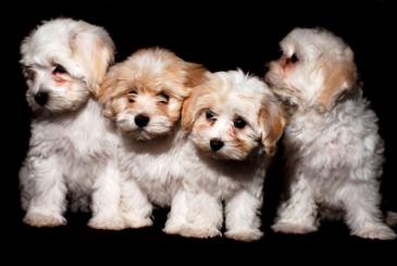 Havanese puppies copyright William Royer istockphoto.com