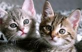 2 Kittens-Copyright: jean schweitzer-istockphoto.com