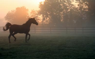 Horse in mist (c) Cathleen Clapper istockphoto.com
