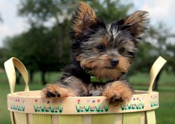 Puppy in basket (c) Steve Pepple istockphoto.com