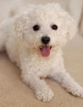 Bichon (c) Diane Critelli istockphoto.com