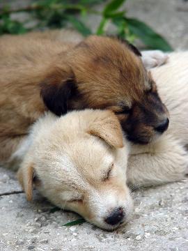 2 puppies-Copyright: Adrian Moisei-istockphoto.com