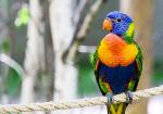 Lori Bird-Copyright: Paul-Andr� Belle-Isle-istockphoto.com