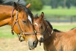 2 Horses-Copyright: Kent Weakley-istockphoto.com