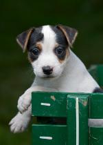 Jack Russel (c) Christopher Appoldt istockphoto.com