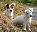 2 Jack Russels-Copyright: Steve Weaver-istockphoto.com