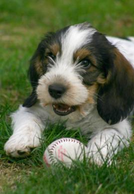 Puppy with ball (c) David Parsons istockphoto.com