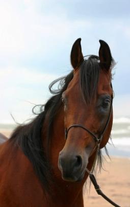 Horse at beach (c) Eline Spek istockphoto.com