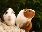 2 Guinea Pigs-Copyright: Eline Spek-istockphoto.com