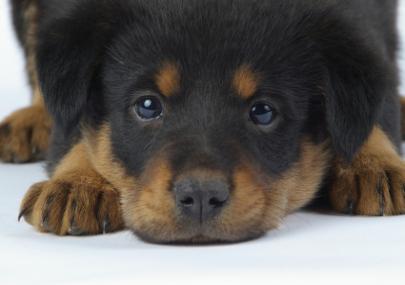 Rott puppy (c) April Turner istockphoto.com