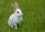 Rabbit on Grass-Copyright: misha shiyanov-istockphoto.com